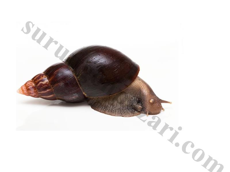 Dev Afrika Salyangozu Achatina Fulica 1 Adet